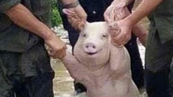 미소돼지 이미지
