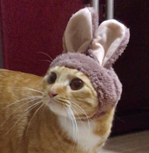 보리헤어 이미지