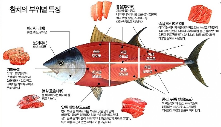 선참치 이미지