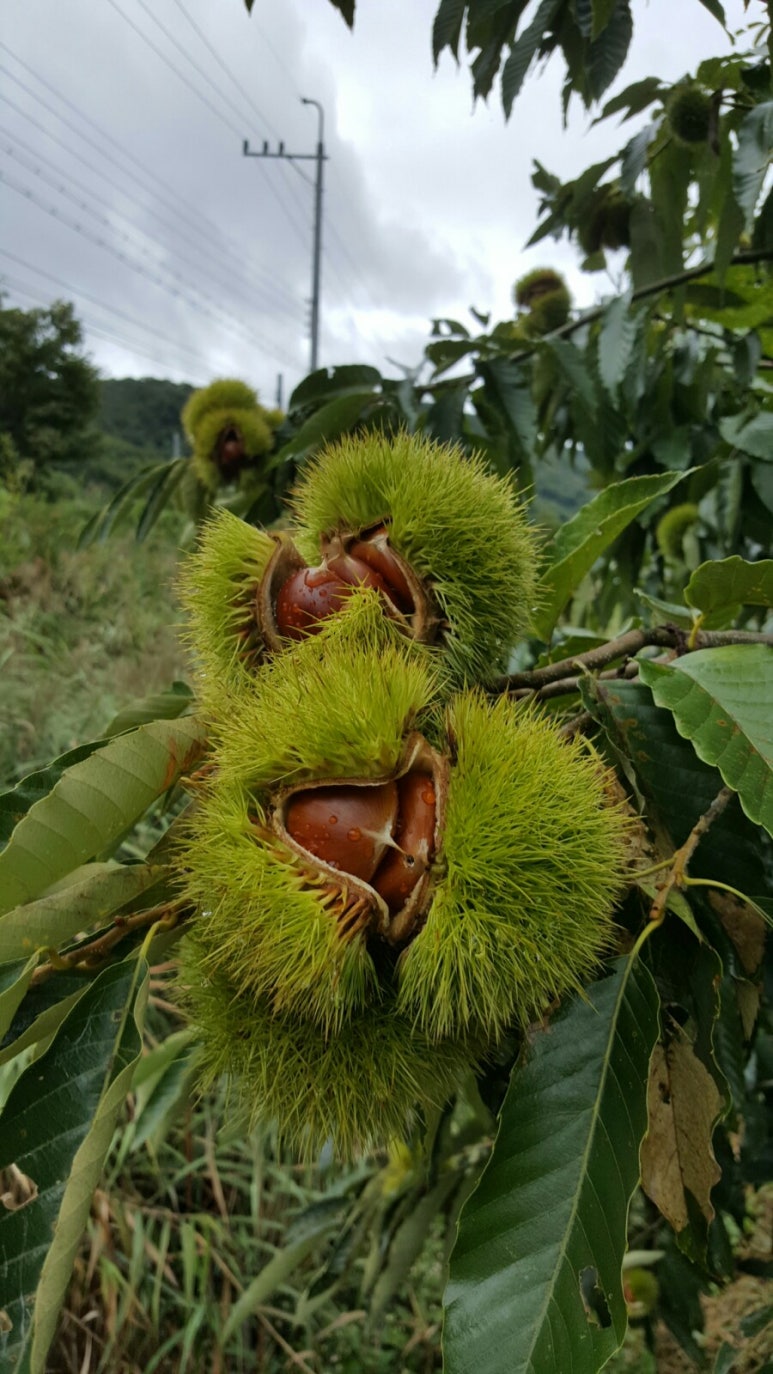 산내들황토방 이미지
