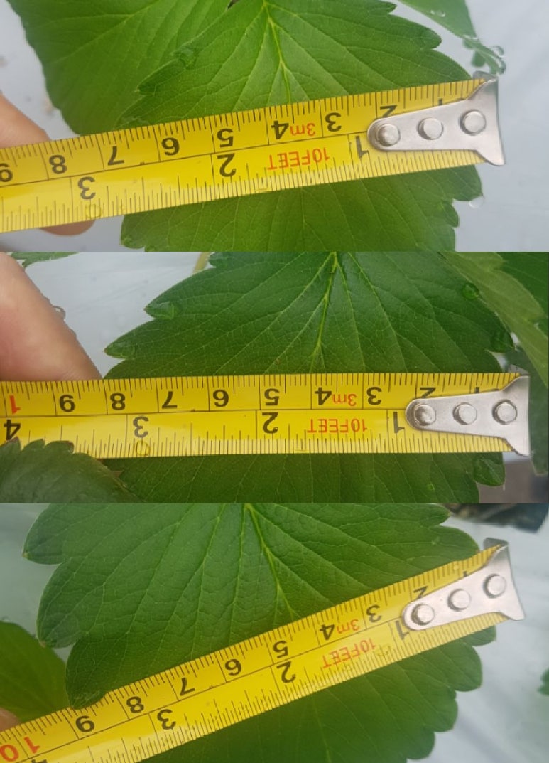 홍군농장 이미지