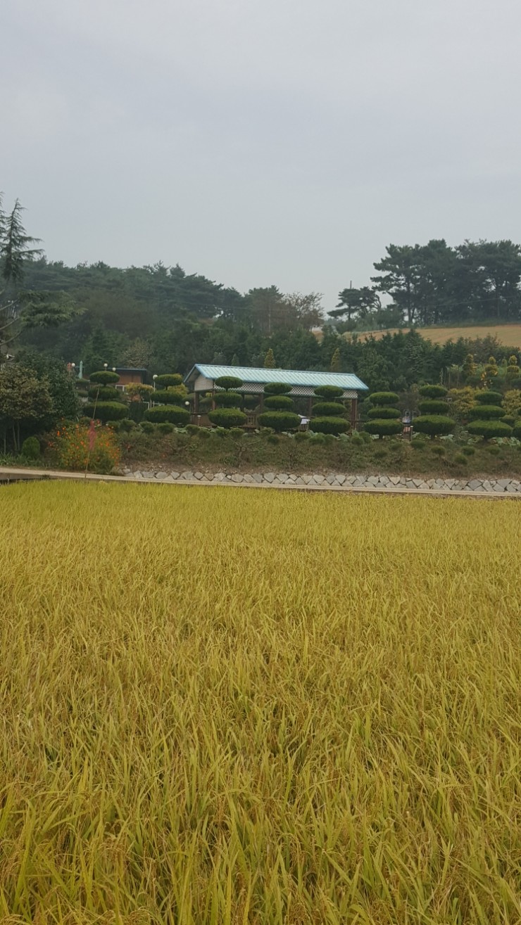 황금고개 이미지