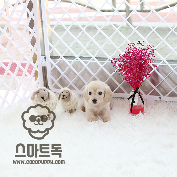 스마트독 이미지
