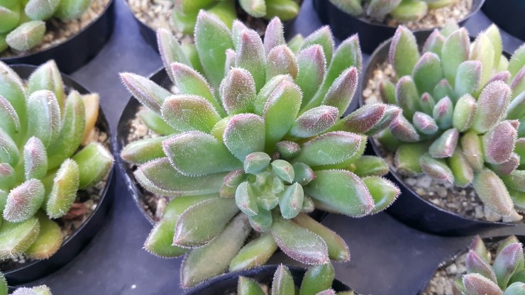 대아농원 이미지