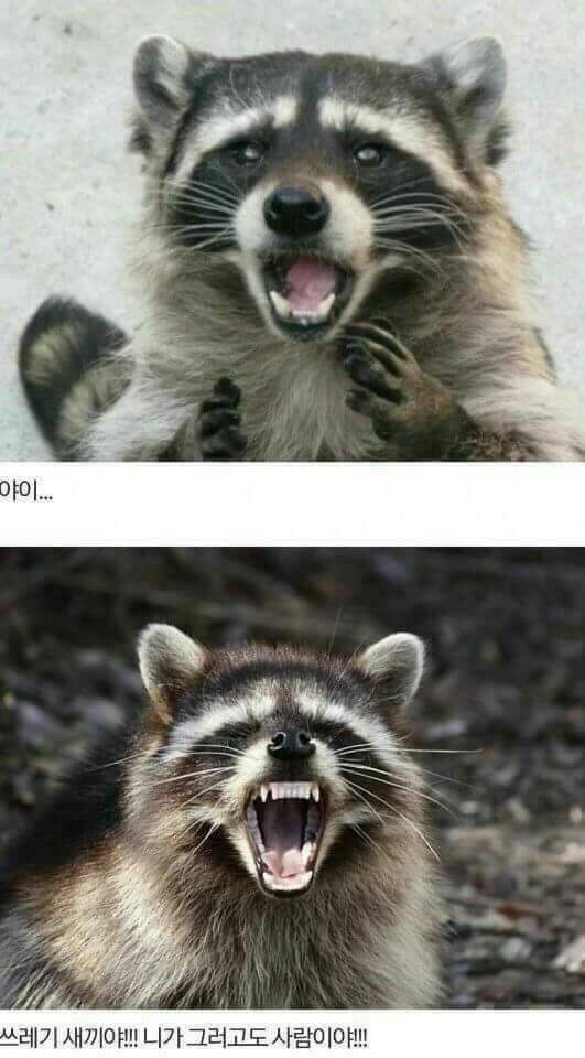 메차쿠차 이미지