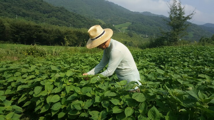지리산들깨농부 이미지