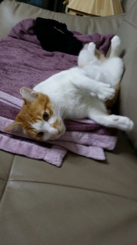 복동이 이미지