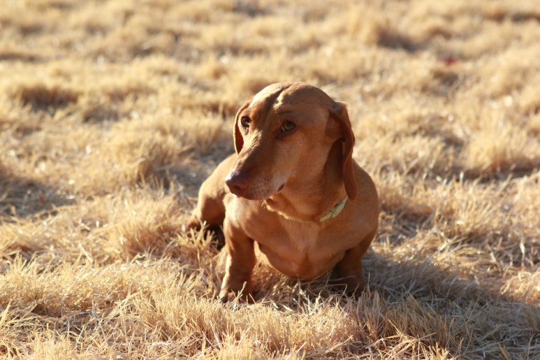 닥스훈트(DACHS HUND) 이미지