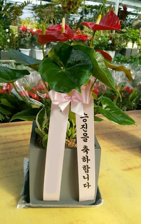 플로라&디자인스쿨 이미지