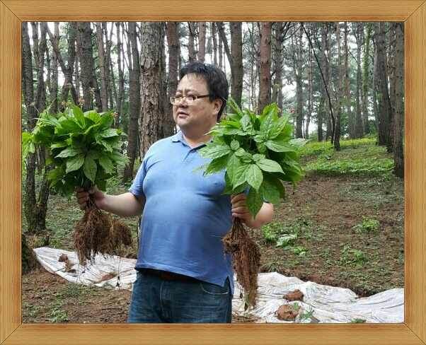 백화산양산삼조합 이미지