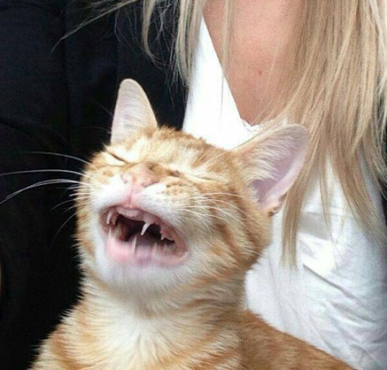 에이미스 이미지