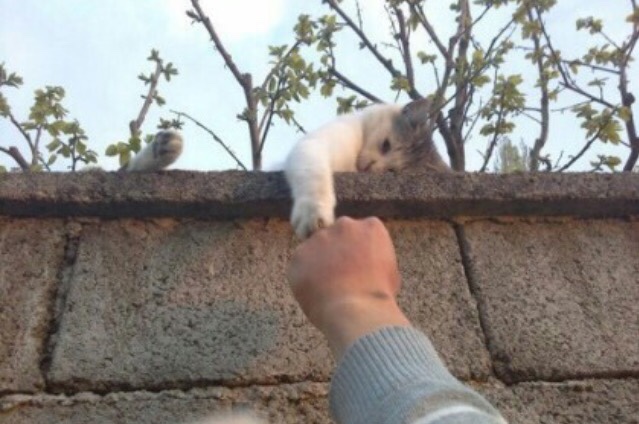 사칠일 이미지