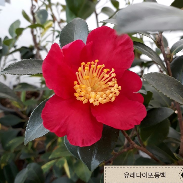 꽃순이 이미지