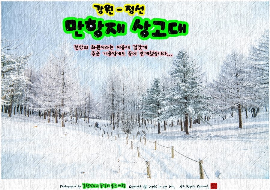 강원꽃화원 이미지
