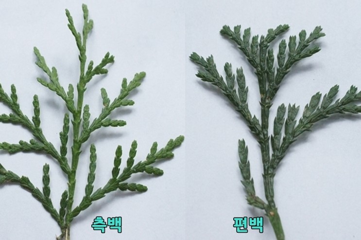 편백나무 측백나무 화백나무 구별방법 영남농원 : 네이버 블로그