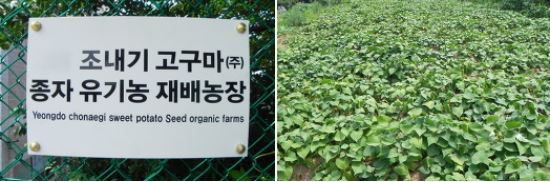 조내기고구마(주) 이미지