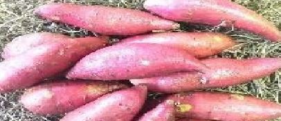 조내기고구마(주) 이미지