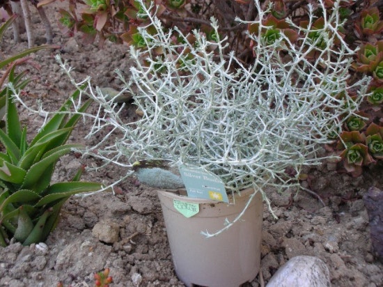 부쉬(bush) 이미지
