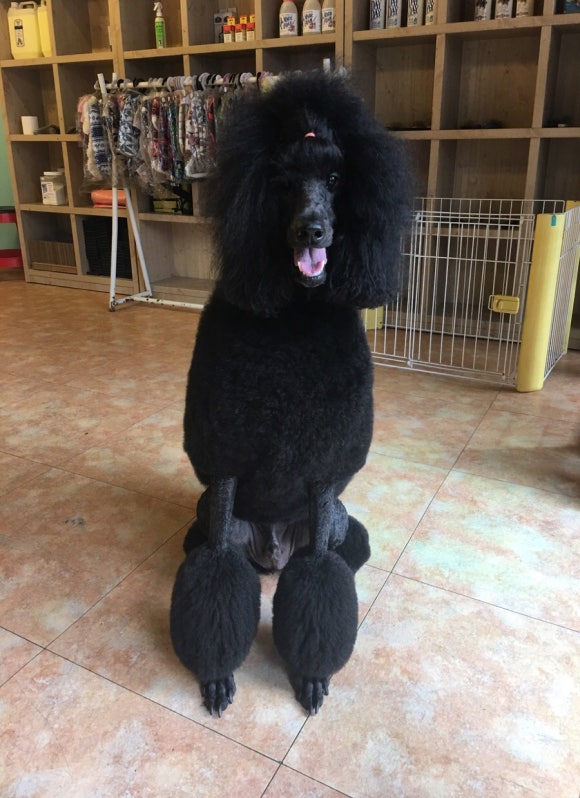 빠리미용실 이미지