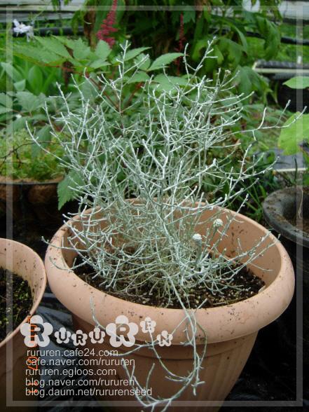 부쉬(bush) 이미지