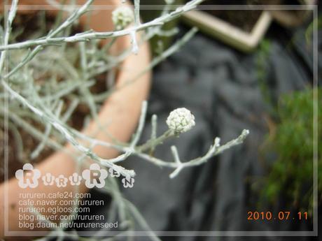 부쉬(bush) 이미지