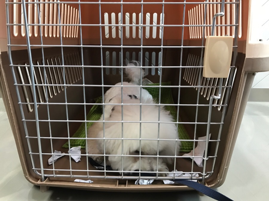 보듬 애견훈련소 개인레슨 후기: 초인종 짖음 해결 — 사진 6