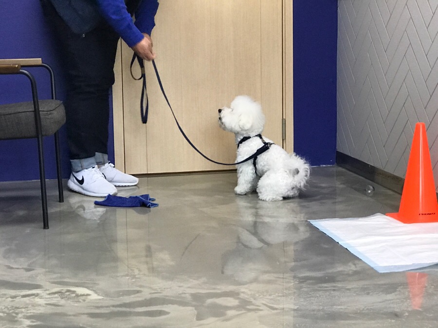 보듬 애견훈련소 개인레슨 후기: 초인종 짖음 해결 — 사진 3