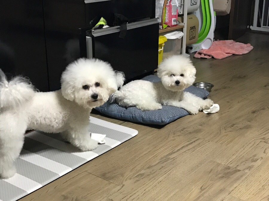 보듬 애견훈련소 개인레슨 후기: 초인종 짖음 해결 — 사진 14