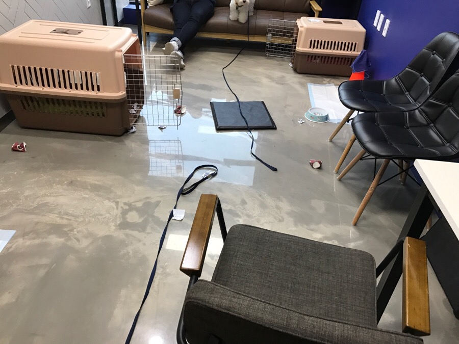 보듬 애견훈련소 개인레슨 후기: 초인종 짖음 해결 — 사진 7