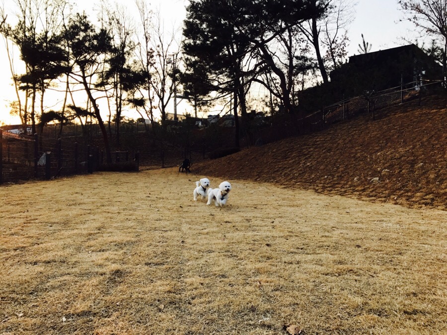 보듬 애견훈련소 개인레슨 후기: 초인종 짖음 해결 — 사진 12