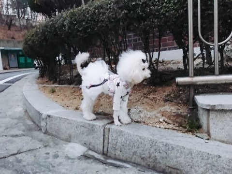 배추공주와페키들의감성놀이터 이미지