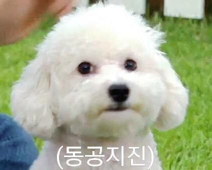 알천지 이미지