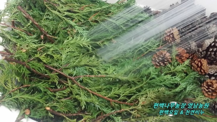 편백나무잎 채취와 편백파우더 분말 만들기 영남농원 : 네이버 블로그