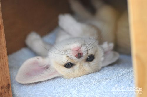 사막여우 이미지
