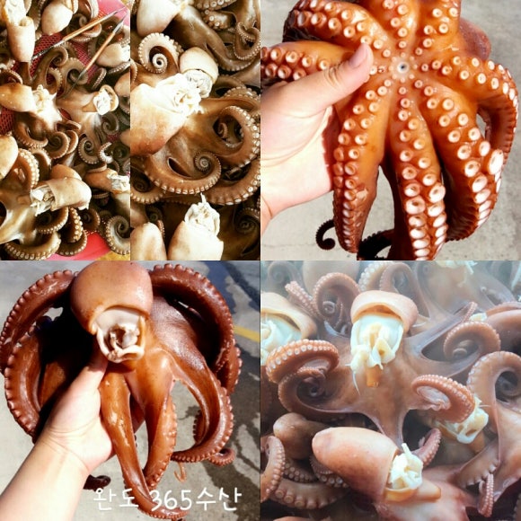 완도수산365 이미지