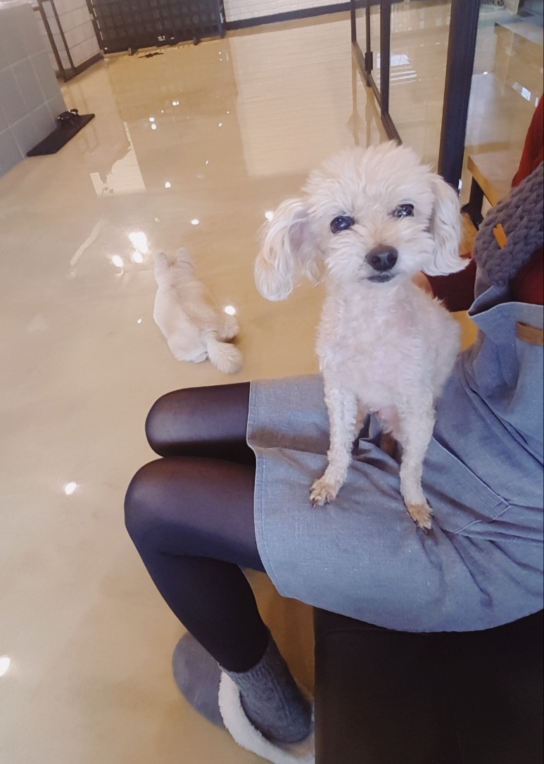 더돌봄 이미지