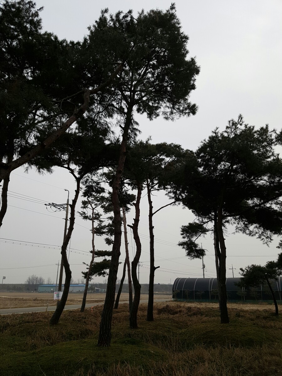 금마조경 이미지