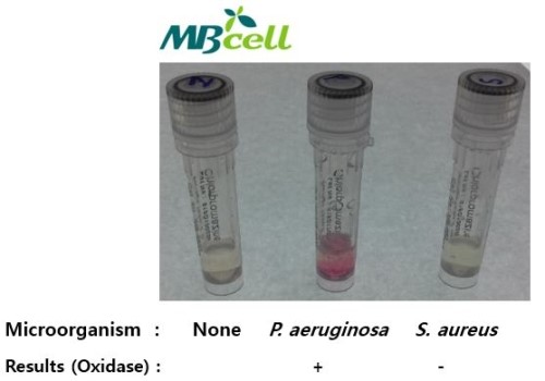 Oxidase 시험 : 네이버 블로그
