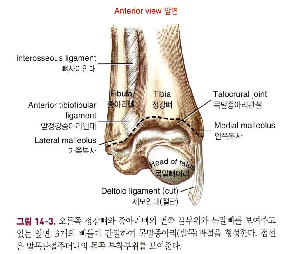 다듬체 이미지