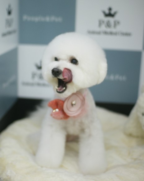 피엔피PC 이미지