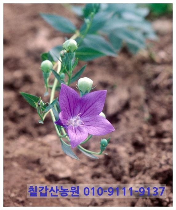 칠갑산슈퍼 이미지