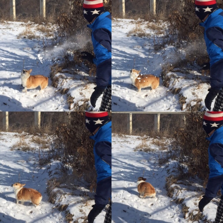 코리코리 이미지