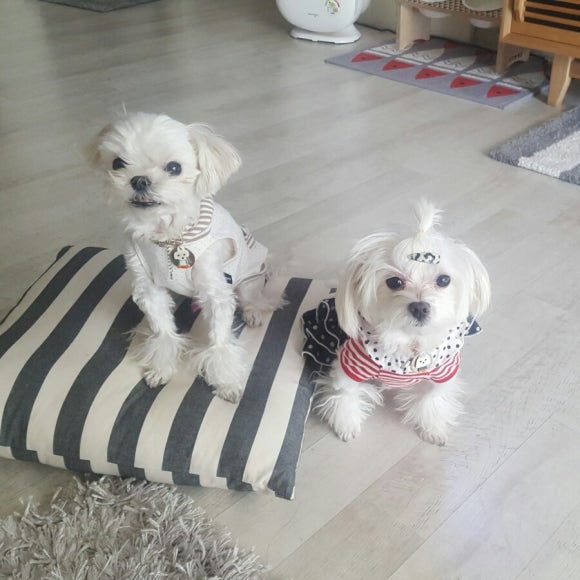 두복 이미지