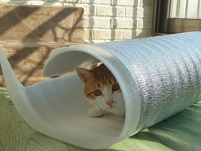 뚱시 이미지