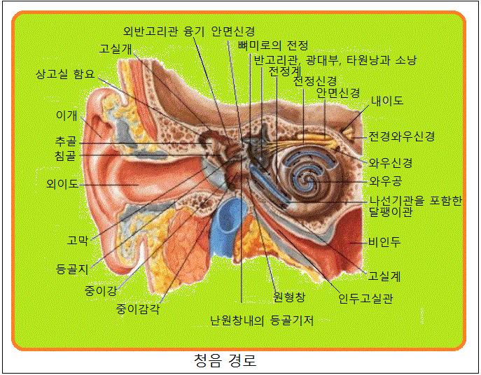 골두인대•관골구와•월상면•제철형•삼각주상•지골•지절골•지절골•원위지골•중위지골•근위지골•중지골•거골활차•안상•골기저•척골•원형창 ...
