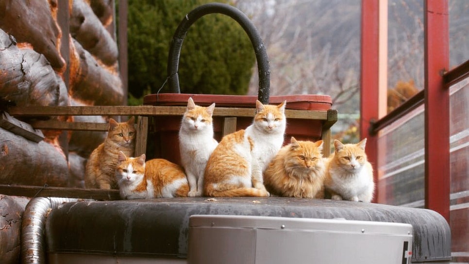 복찻집 이미지
