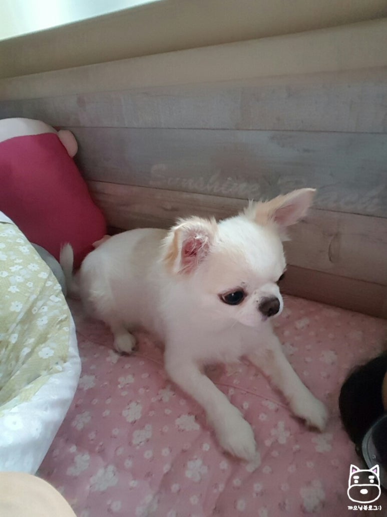 피자헛시화 이미지