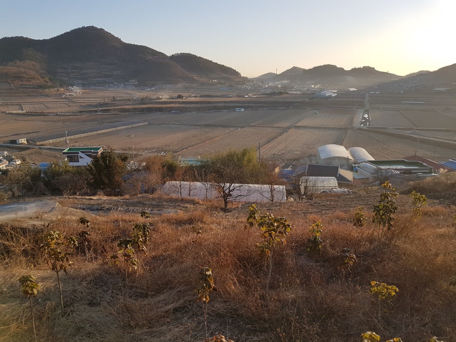 닭소리 이미지