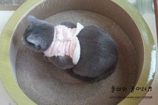 빅써클 이미지