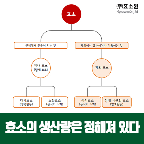 효소 종류와 효소 생산량의 비밀에 대해 알려드립니다. : 네이버 블로그